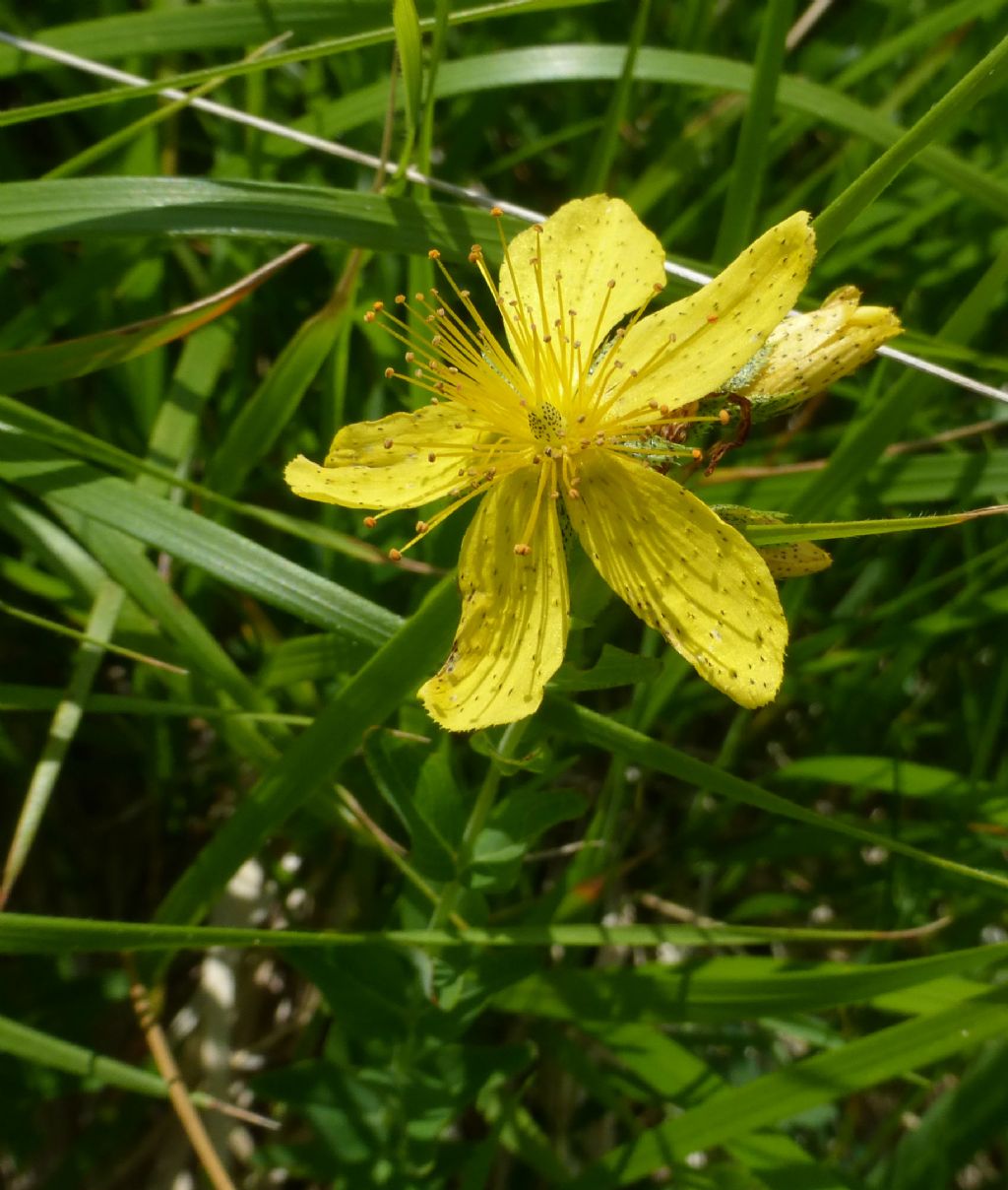 Hypericum richeri a Campo Imperatore